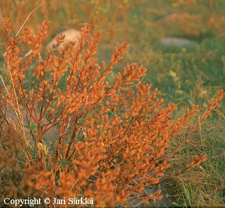 Myrica gale